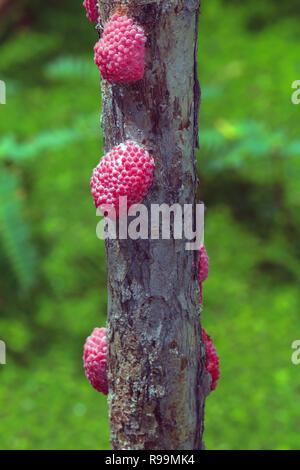 Vicino sul incanalato uova di lumaca Apple (Pomacea Canaliculata). Foto Stock