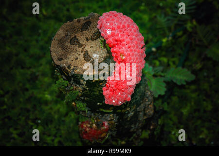 Vicino sul incanalato uova di lumaca Apple (Pomacea Canaliculata). Foto Stock