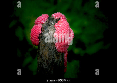 Vicino sul incanalato uova di lumaca Apple (Pomacea Canaliculata). Foto Stock