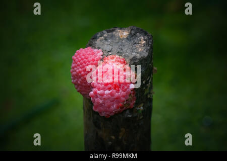 Vicino sul incanalato uova di lumaca Apple (Pomacea Canaliculata). Foto Stock