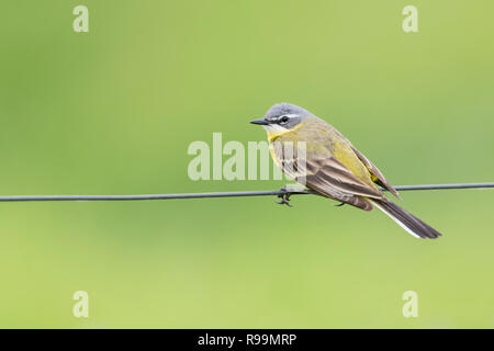 Schafstelze Weibchen, Motacilla flava, Femmina western wagtail giallo Foto Stock