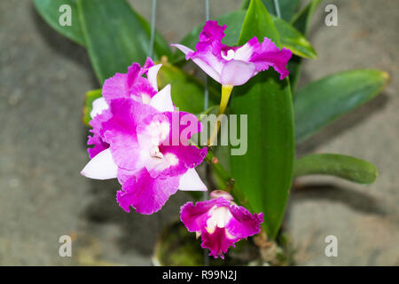 Close up splendide orchidee cattleya in giardino Foto Stock