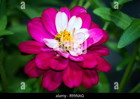 Close up di un bel colore rosa zinnia fiore in giardino Foto Stock