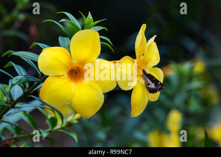 Close up l'Allamanda cathartica fiore in giardino Foto Stock