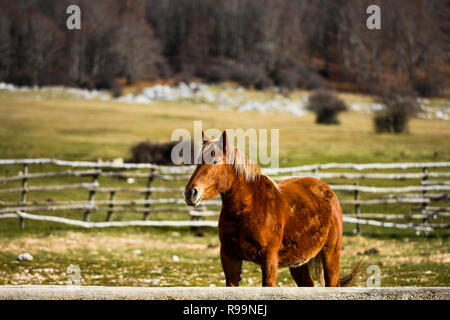 Vista ravvicinata di un bel cavallo marrone che lambisce libera sulle colline italiane. Foto Stock