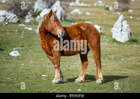 Vista ravvicinata di un bel cavallo marrone che lambisce libera sulle colline italiane. Foto Stock