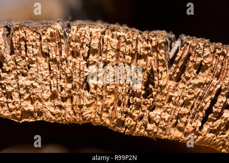 Close-up e dettaglio di corteccia di sughero in essiccazione Foto Stock