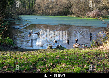 Cigni e anatre su un laghetto Foto Stock