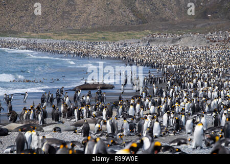 Georgia del Sud, St Andrews Bay. La casa del re più grande colonia di pinguini in Georgia del Sud. Vista delle coste sono densamente popolate riempito di pinguino reale Foto Stock