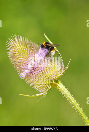 Bumble Bee su teasel fiore Foto Stock