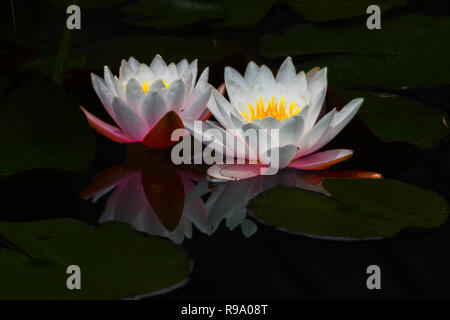 Acqua incandescente Lilly con la riflessione Foto Stock