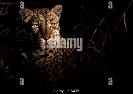 Femmina adulta leopard molto attenta durante la notte. Foto Stock