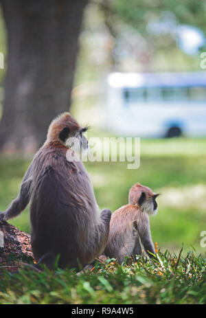 Famiglia di grigio o langurs Hanuman langurs in Anuradhapura, Sri Lanka Foto Stock