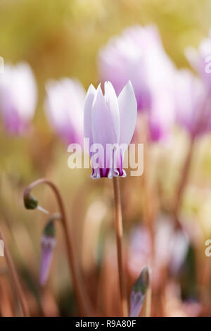 Ciclamino hederifolium var. confusum. Foto Stock