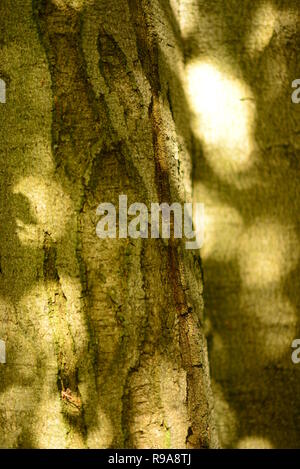 La corteccia di un vecchio albero con macchie solari su di esso di raggiungere da dietro le foglie che gettano ombre Foto Stock