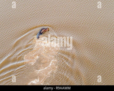 Vista aerea su grandi ippona galleggianti in acqua, ippopotamo galleggiante nel fiume Okavango Delta, Botswana, Africa Foto Stock