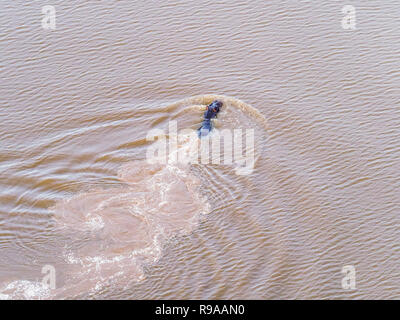 Vista aerea su grandi ippona galleggianti in acqua, ippopotamo galleggiante nel fiume Okavango Delta, Botswana, Africa Foto Stock