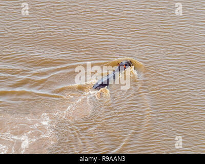 Vista aerea su grandi ippona galleggianti in acqua, ippopotamo galleggiante nel fiume Okavango Delta, Botswana, Africa Foto Stock