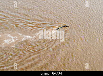 Vista aerea su grandi ippona galleggianti in acqua, ippopotamo galleggiante nel fiume Okavango Delta, Botswana, Africa Foto Stock