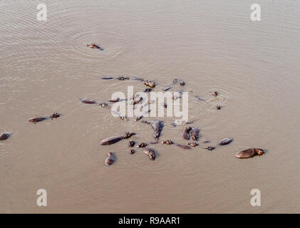 Vista aerea sul grande gruppo di ippopotami in fiume Okavango, vista aerea dalla heli., Okavango Delta, Botswana, Africa Foto Stock