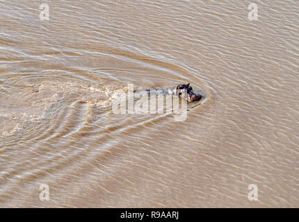 Vista aerea su grandi ippona galleggianti in acqua, ippopotamo galleggiante nel fiume Okavango Delta, Botswana, Africa Foto Stock