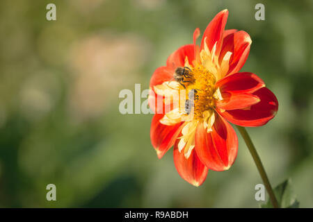 Close-up di due api mellifere su un rosso e giallo Dahlia (Asteraceae) di fiori d'estate. Foto Stock