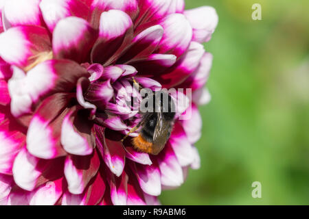 Close-up di una fioritura Dahlia Tomo in una giornata di sole. Foto Stock