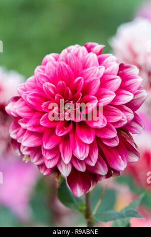 Close-up di un rosa fioritura Dahlia in una giornata di sole. Foto Stock