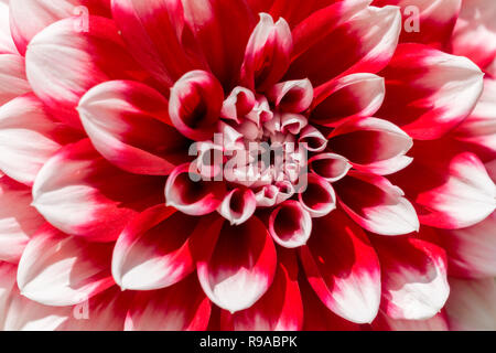 Close-up di una fioritura Dahlia Tomo in una giornata di sole. Foto Stock