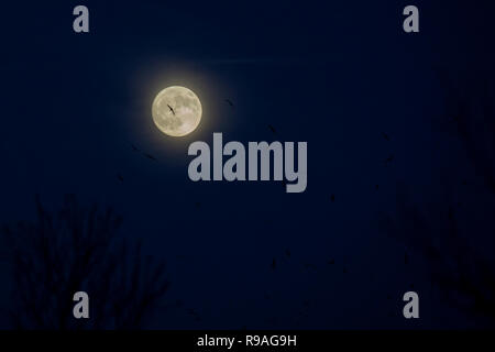 Cardiff Wales, Regno Unito, 21 dicembre 2018. Ore del sorgere del 2018 solstizio d'inverno, il giorno più corto dell'anno. Credito: Mark Hawkins/Alamy Live News Foto Stock