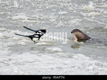 Il Wyoming, STATI UNITI D'AMERICA. Xx Dicembre, 2018. Due nero-fatturati gazze provare a condividere il pasto con una lontra di fiume nordamericana come si mangia un bianco di pesce a ventosa lungo l'Iced sul Green River a Seedskadee National Wildlife Refuge in Sweetwater County, Wyoming. La lontra di fiume sono comuni in wildlife refugee ma sono difficili da visualizzare come essi sono timorosi di esseri umani. Credito: Planetpix/Alamy Live News Foto Stock