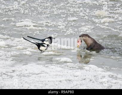 Il Wyoming, STATI UNITI D'AMERICA. Xx Dicembre, 2018. Due nero-fatturati gazze provare a condividere il pasto con una lontra di fiume nordamericana come si mangia un bianco di pesce a ventosa lungo l'Iced sul Green River a Seedskadee National Wildlife Refuge in Sweetwater County, Wyoming. La lontra di fiume sono comuni in wildlife refugee ma sono difficili da visualizzare come essi sono timorosi di esseri umani. Credito: Planetpix/Alamy Live News Foto Stock