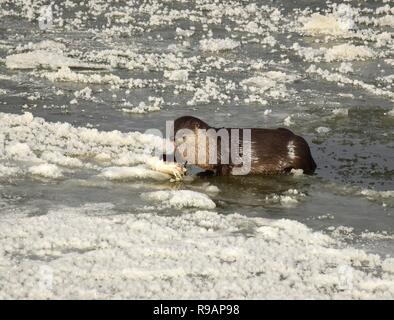 Il Wyoming, STATI UNITI D'AMERICA. Xx Dicembre, 2018. Una Lontra di fiume nordamericana si appoggia sul fiume ghiaccio come si mangia un bianco di pesce a ventosa lungo il fiume Verde a Seedskadee National Wildlife Refuge in Sweetwater County, Wyoming. La lontra di fiume sono comuni in wildlife refugee ma sono difficili da visualizzare come essi sono timorosi di esseri umani. Credito: Planetpix/Alamy Live News Foto Stock