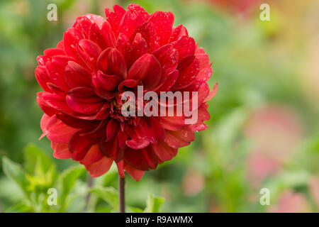 Close-up di una sfera rossa Dahlia (Asteraceae) fiore al mattino Sun. Foto Stock