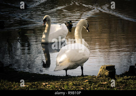 Cigni e anatre di condividere un piccolo lago in un giorno di inverni Foto Stock