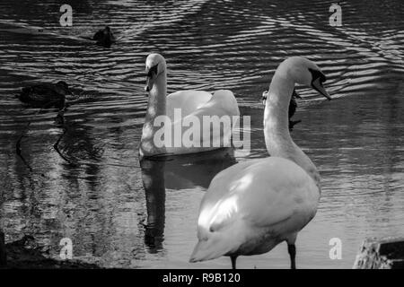 Cigni e anatre di condividere un piccolo lago in un giorno di inverni Foto Stock