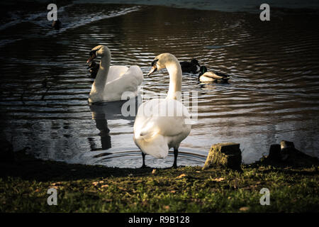 Cigni e anatre di condividere un piccolo lago in un giorno di inverni Foto Stock