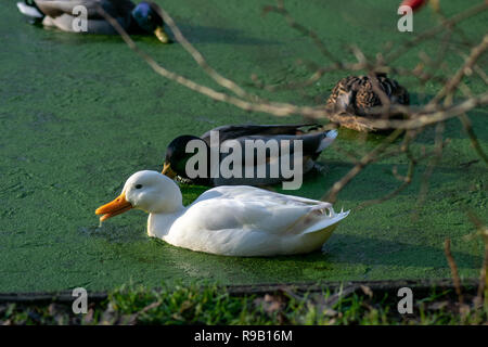 Bianco solitario di anatra. Foto Stock