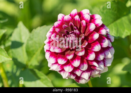 Close-up di un Rosso e Bianco Dahlia (Asteraceae) di fiori d'estate. Foto Stock