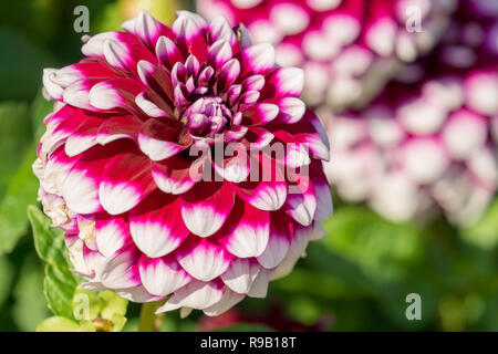 Close-up di un Rosso e Bianco Dahlia (Asteraceae) di fiori d'estate. Foto Stock