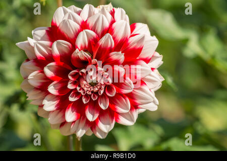 Close-up di una dalia Edimburgo (Frigoulet) fiore in tarda estate. Foto Stock