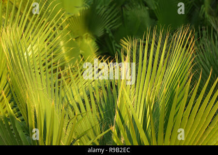 Verde foglie di palme illuminata dal sole del pomeriggio. Abstract sfondo tropicale. Foto Stock