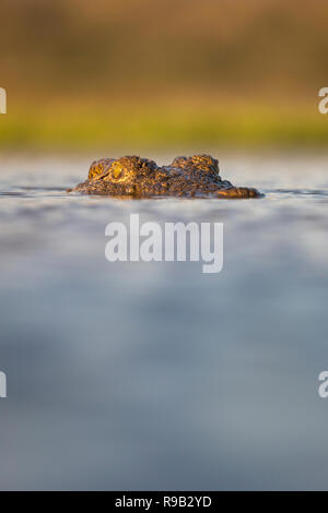 Coccodrillo del Nilo (Crocodylus niloticus), Zimanga riserva privata, KwaZulu-Natal, Sud Africa Foto Stock