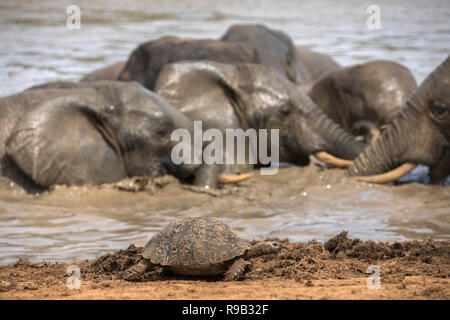 Leopard (montagna) tartaruga (Stigmochelys pardalis), Addo Elephant national park, Capo orientale, Sud Africa Foto Stock