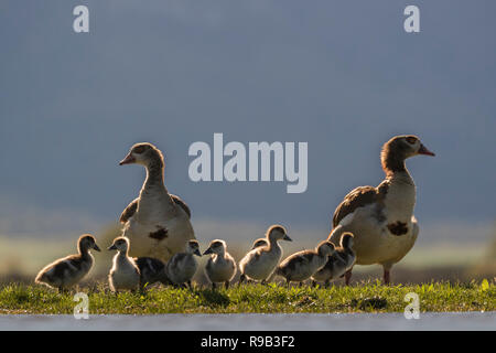 Oche egiziane (Alopochen aegyptiaca) con goslings, Zimanga riserva privata, KwaZulu-Natal, Sud Africa Foto Stock