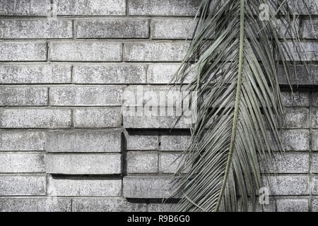 Green leaf of a palm tree on a gray brick wall background with ledges a dark grunge background Foto Stock