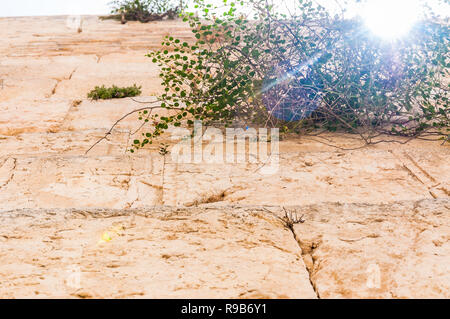 I raggi del sole penetrano attraverso la fioritura Capparis fioritura delle piante crescono direttamente dalle antiche pietre sacre del Muro occidentale di Gerusalemme, Isr Foto Stock