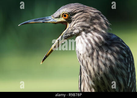 I capretti nitticora sbadigli fino vicino Foto Stock