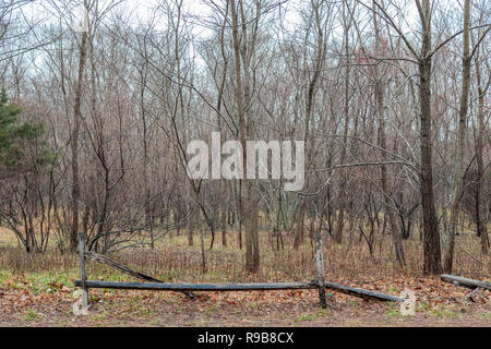 Una zona boscosa con una rotta split cancellata in una fredda e piovosa giornata in Sag Harbor, NY Foto Stock