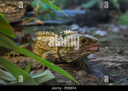 Tuatara, Nuova Zelanda rettile Foto Stock